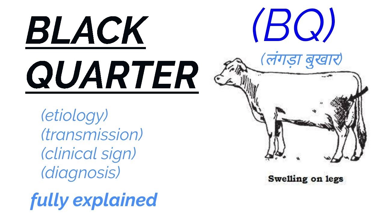 BLACK QUARTER | disease | etiology | transmission | clinical sign | diagnosis |