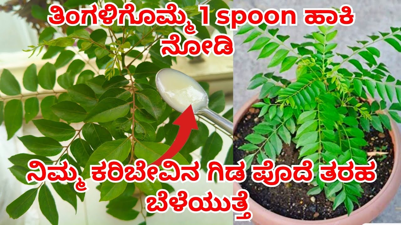 ಕರಿಬೇವಿನ ಗಿಡ ಪೊದೆ ತರ ಬೆಳಿಬೇಕಾ ಹಾಗಿದ್ರೆ ಇದನ್ನ ಮಾಡಿ ನೋಡಿ #curryleavesplant 