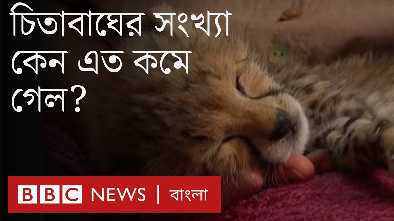 Is leopard trafficking being stopped? | BBC Bangla