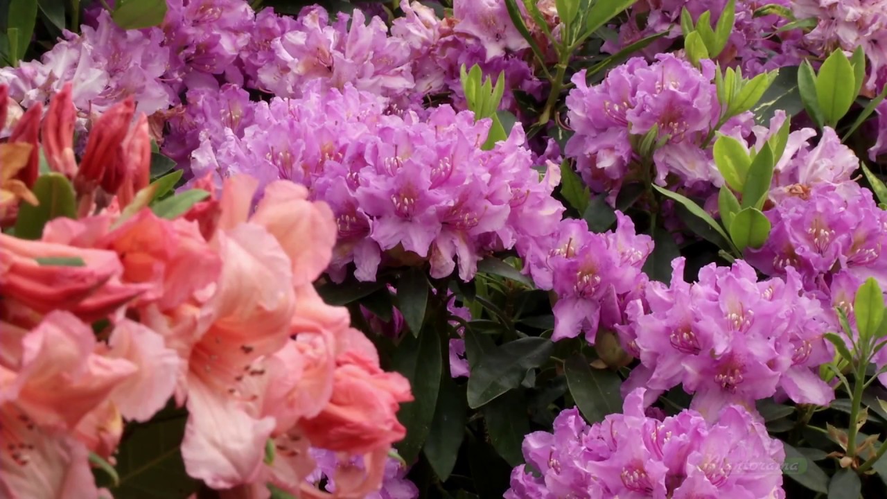 Udplantning af rhododendron bed - Plantorama guide