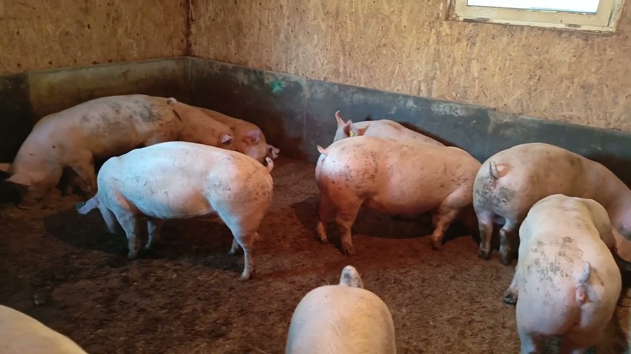 Любимая порода - дюрок!🐷 Плюсы и минусы всех пород.