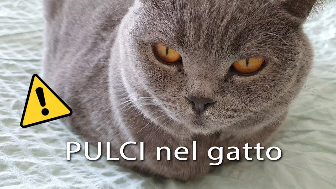 Pulci nel gatto