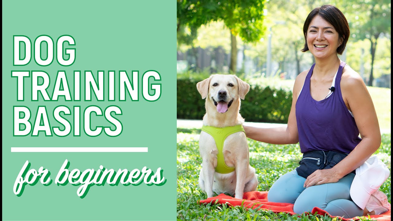 Dog Training Basics for Beginners // Alice Dixson