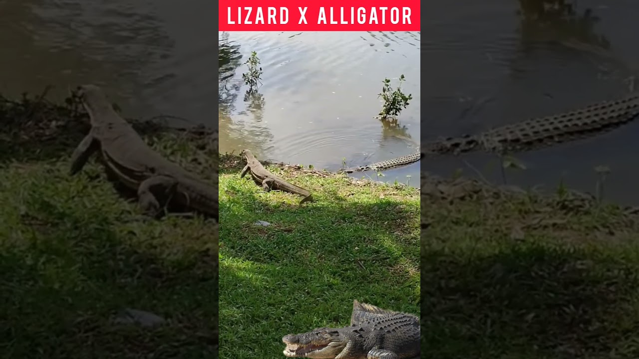 Alligator X Monitor Lizard
