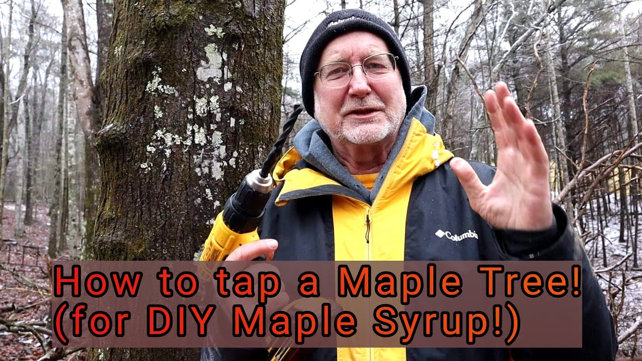 How to Tap a Maple Tree to make your own Maple Syrup! Your questions answered here!