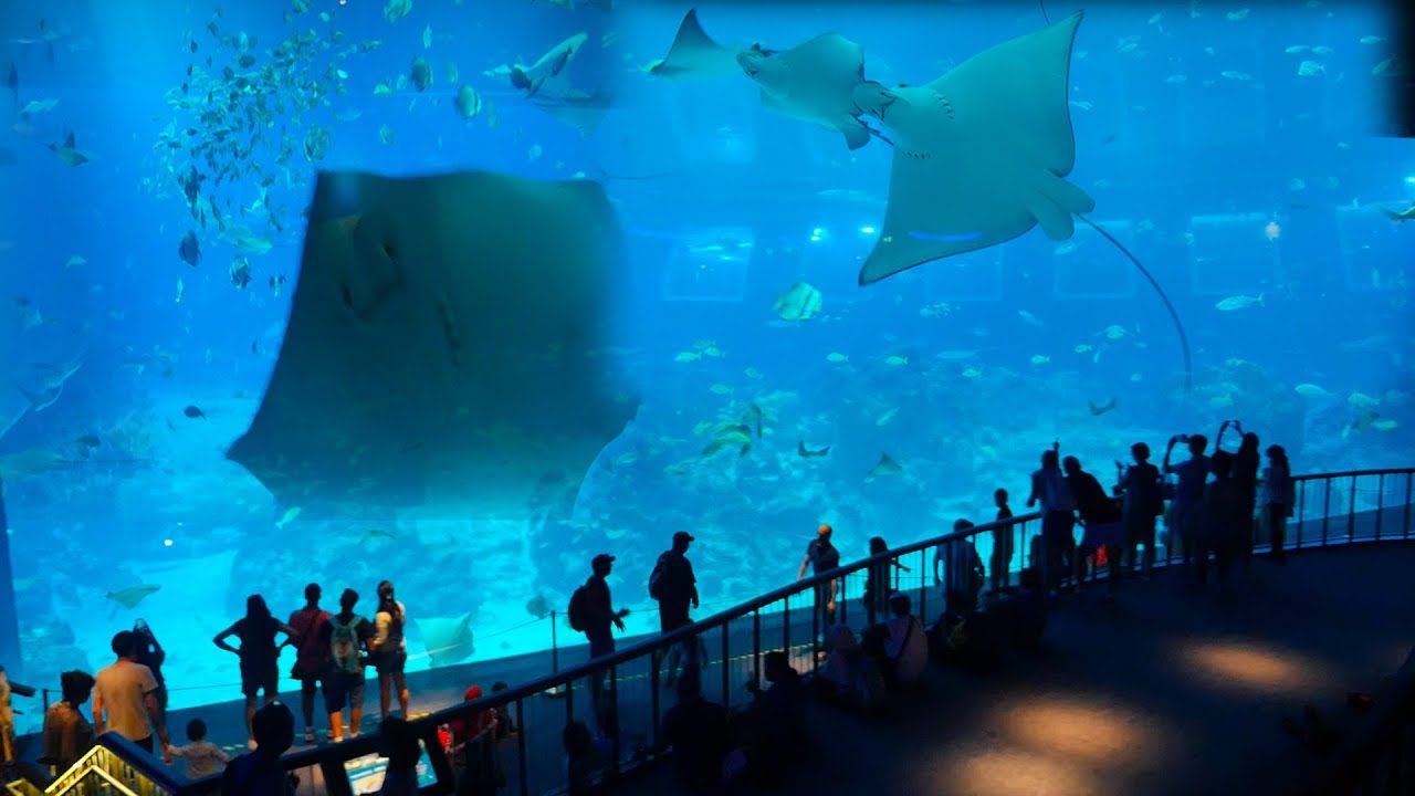 SEA Aquarium Singapore || Sea World Singapore Fish Aquarium || Biggest Singapore Aquartium