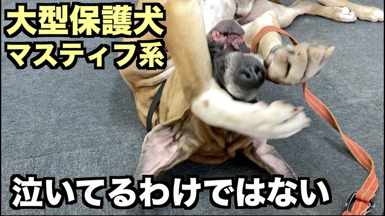大型マスティフ系保護犬・ブラン姉さん葬儀の日【117 118日目】