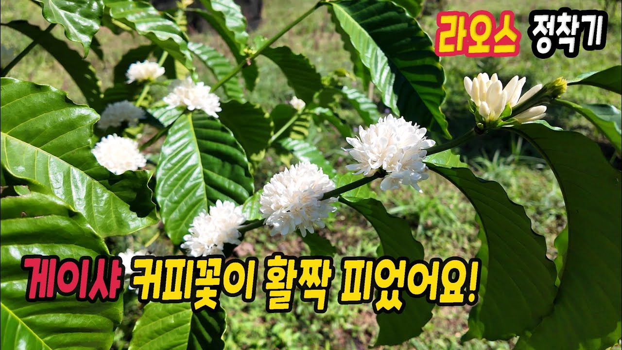 ep569 농장 울타리 나무, 대나무 잘랐어요