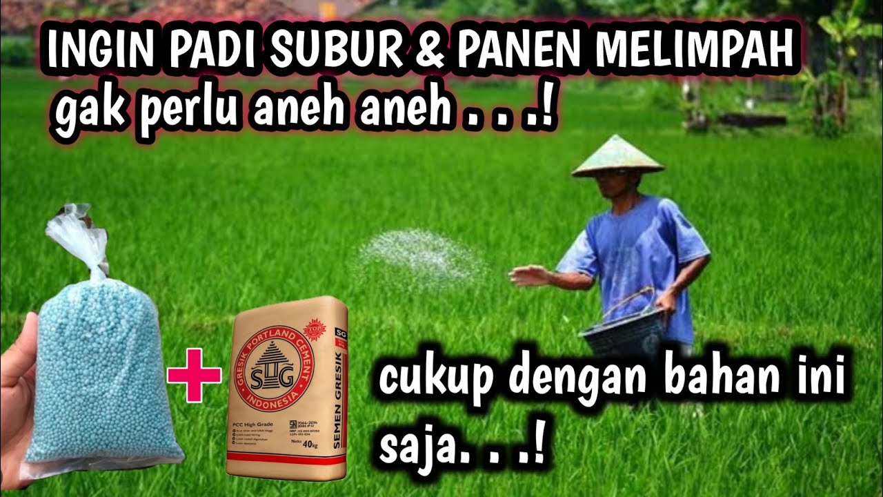 TERNYATA SEMEN BANGUNAN SANGAT BAGUS UNTUK TANAMAN PADI || MEMUPUK PADI YANG PERTAMA