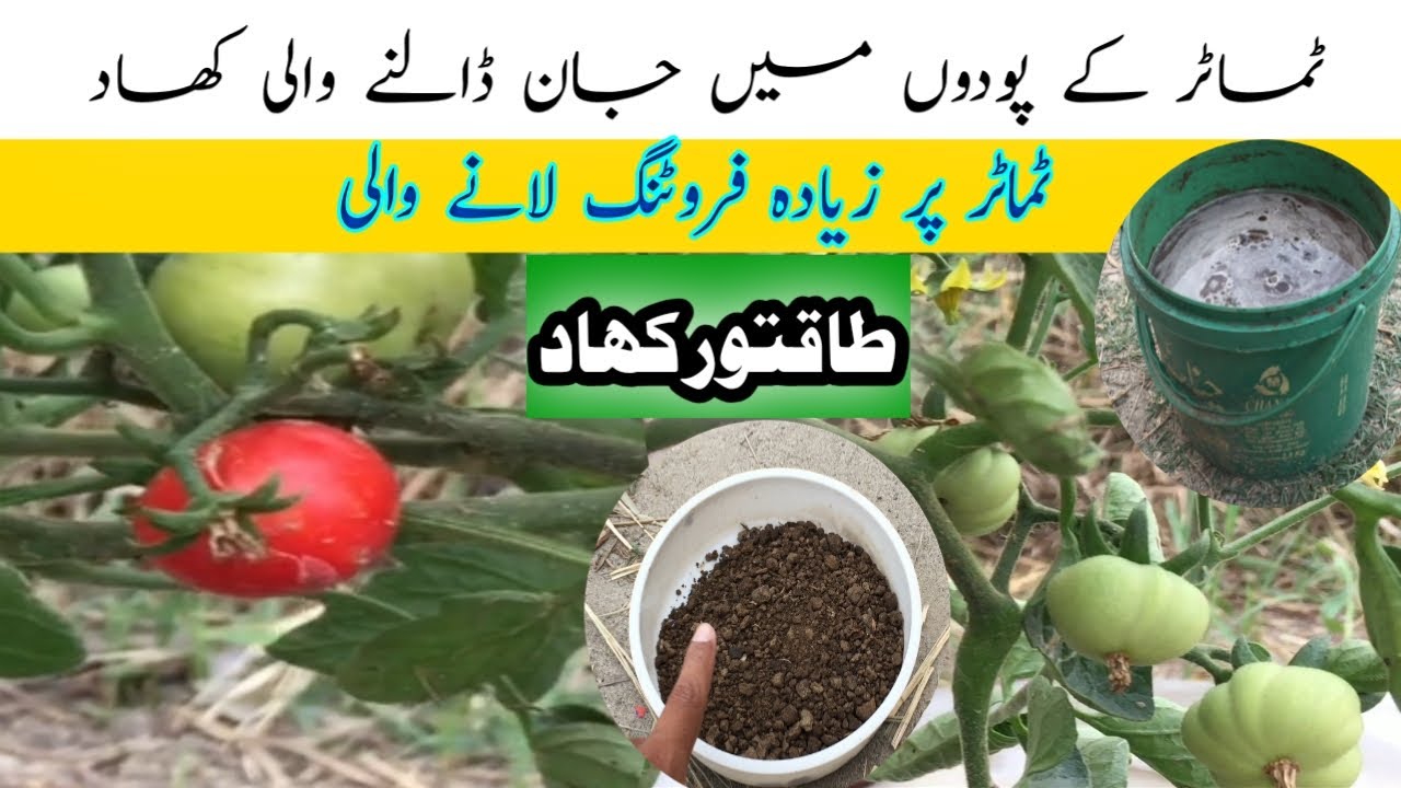 How to make liquid fertilizer at home | Liquid fertilizer for plants
