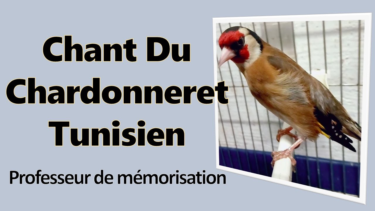 Chant du chardonneret tunisien de Sfax  Enregistrement clair pour apprentissage des jeunes oiseaux