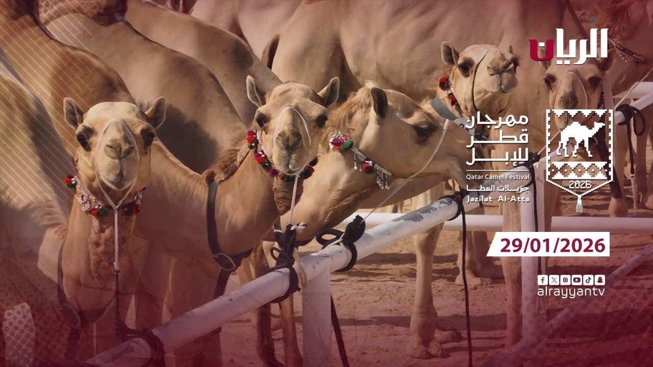 مهرجان قطر للإبل - جزيلات العطا - 29-01-2026