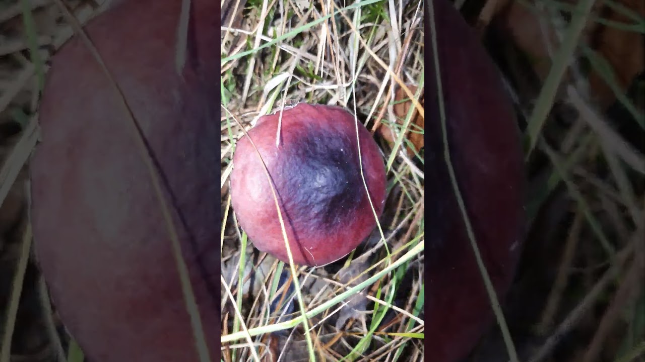 Incredible Colour on this Russula Mushroom! #russula #Mushroom #shorts
