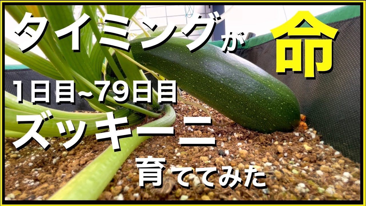 初心者がベランダでズッキーニ栽培してみた