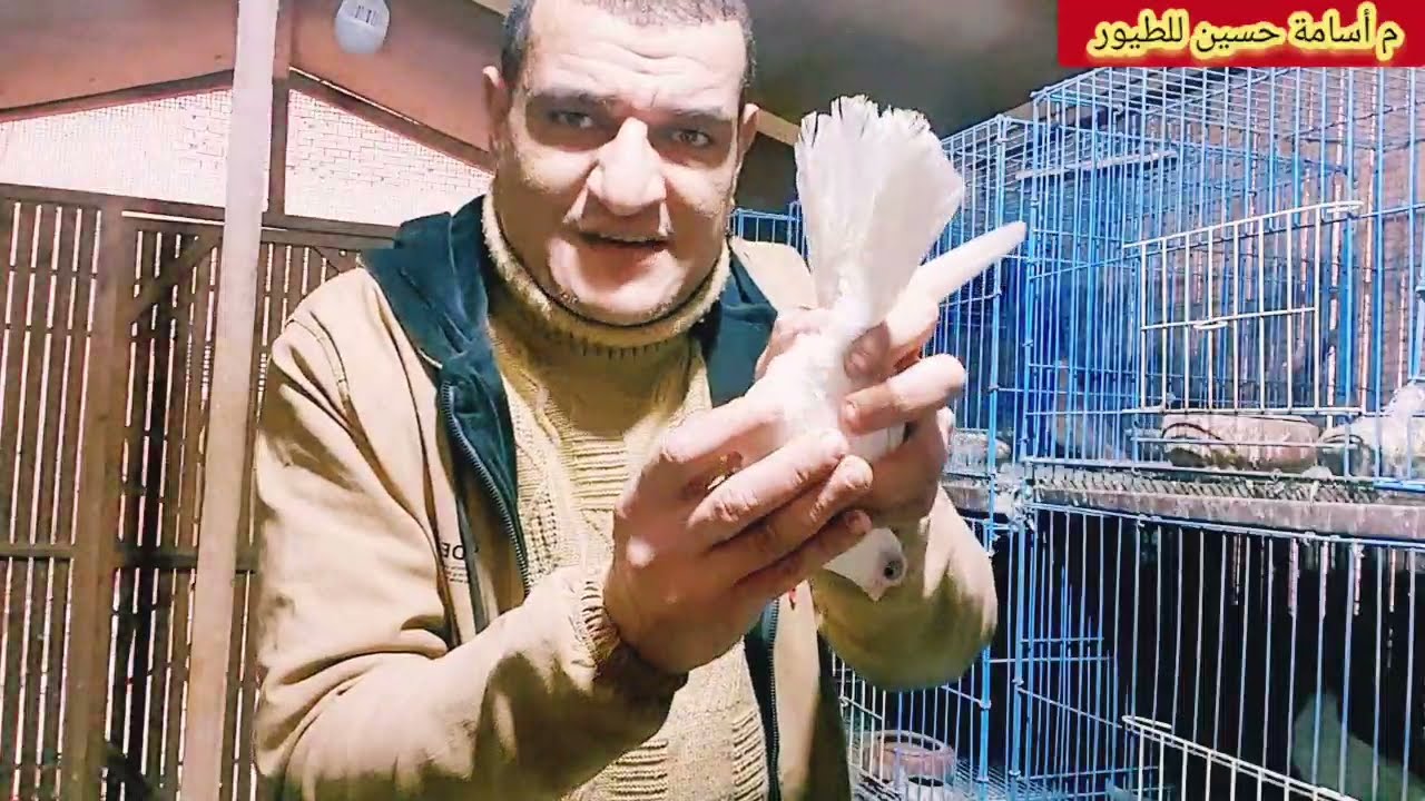 الحمام بيقف علي رجل واحدة ومرض الكبد وغيره ردود علي أسئلة مشتركي القناة #م_أسامة_حسين