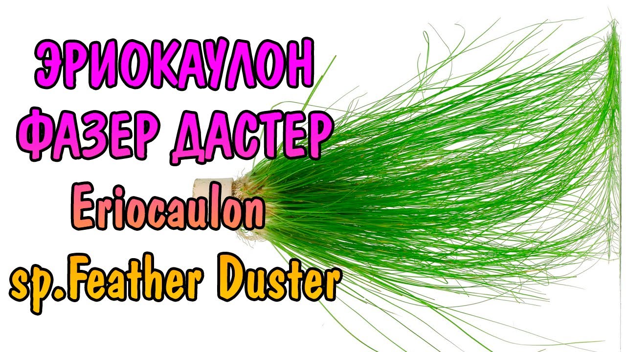 ЭРИОКАУЛОН ФАЗЕР ДАСТЕР ( Eriocaulon sp.Feather Duster )