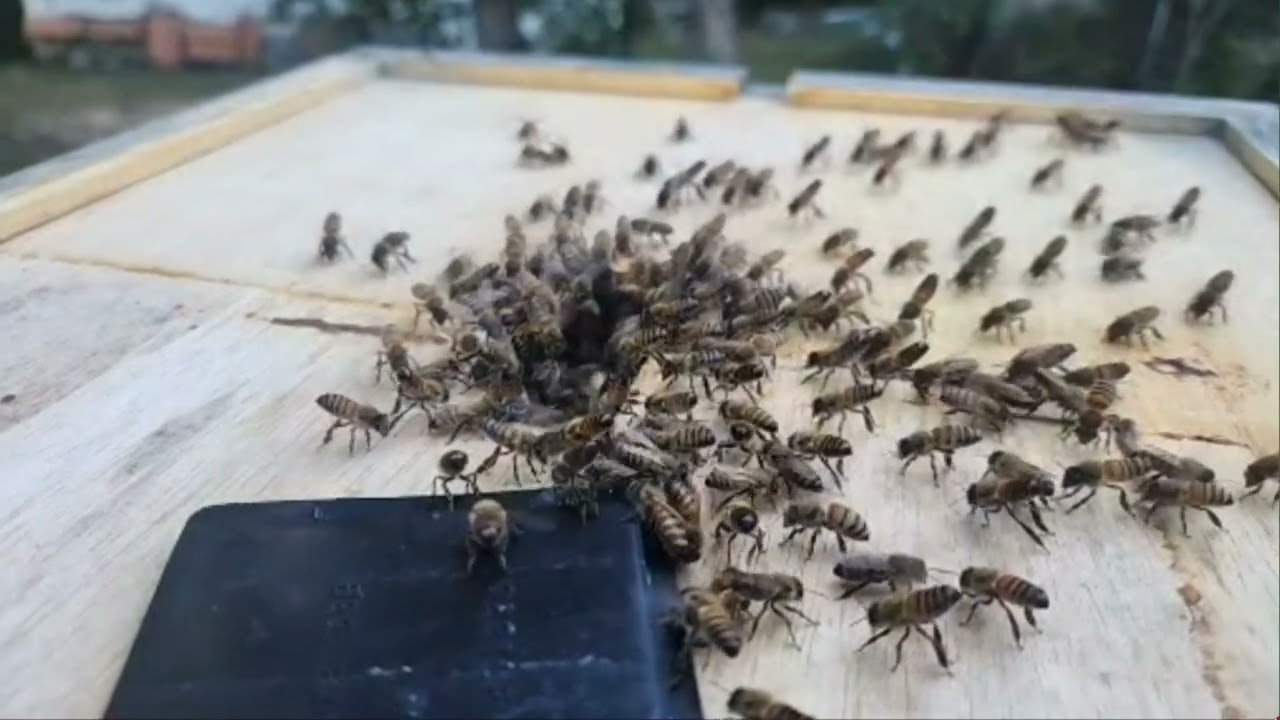 Bees fanning their queen's pheromones