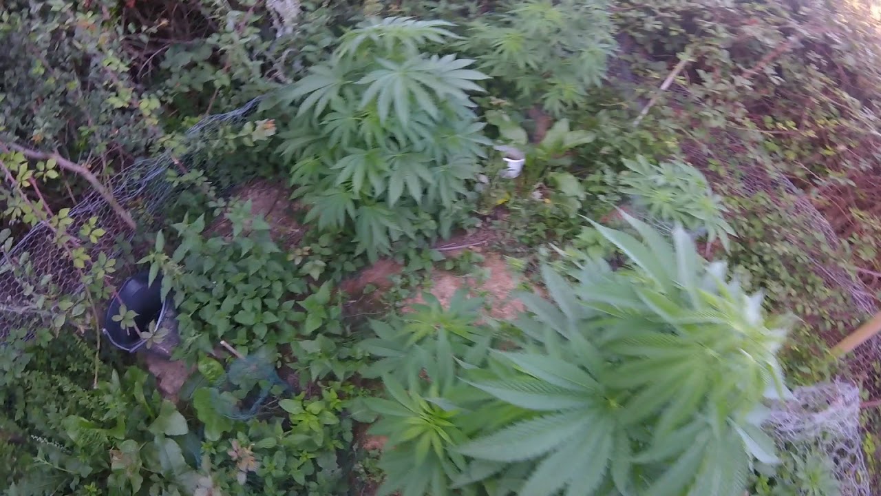 Biggest uk outdoor weed grow