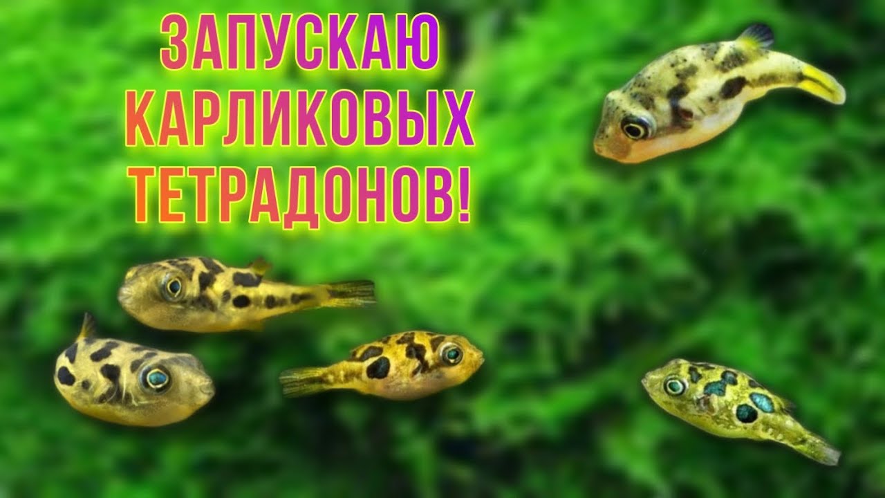 Карликовый тетрадон