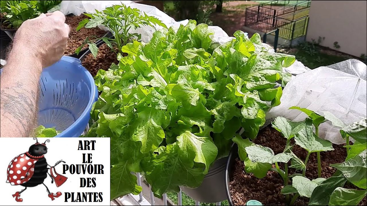 Potager sur balcon: Laitue à couper feuille de chêne: Culture, semis, taille, récolte.