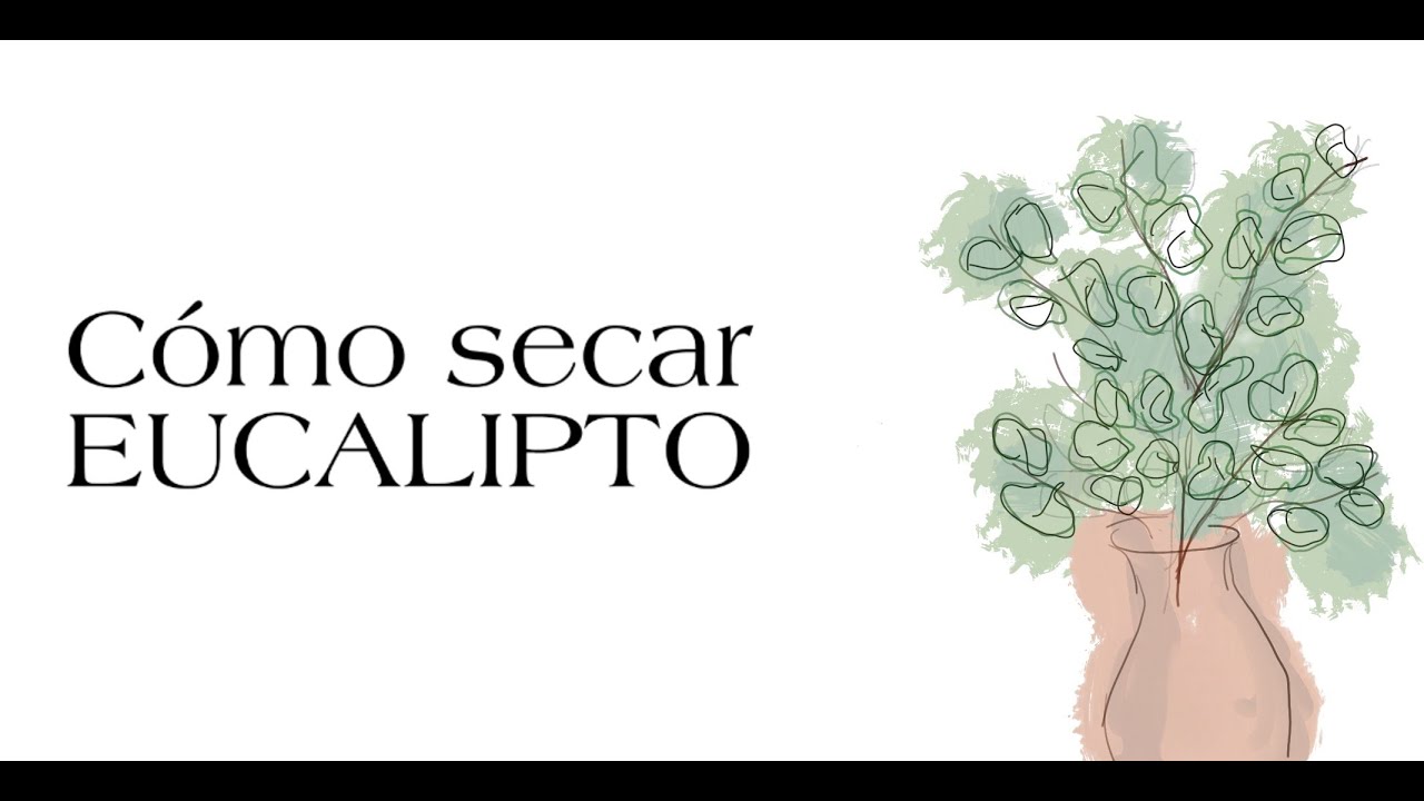 EUCALIPTO | COMO SECAR 🌿