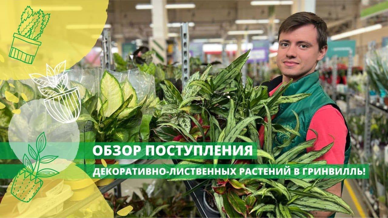 Обзор поступления декоративно-лиственных растений в Гринвилль!