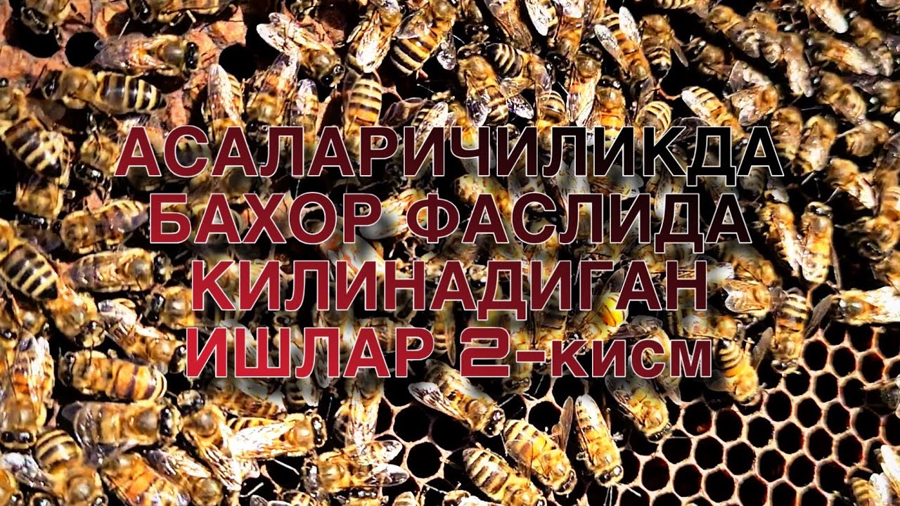 АСАЛАРИЧИЛИКДА БАХОР ФАСЛИДА КИЛИНАДИГАН ИШЛАР 2-кисм. 17.02.2026