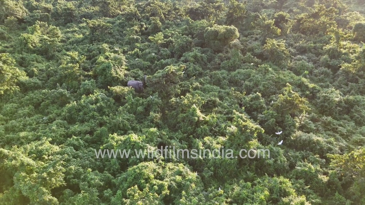 Elephant mother and baby traverse thick Buxa Tiger Reserve forest, Cattle Egrets ride along