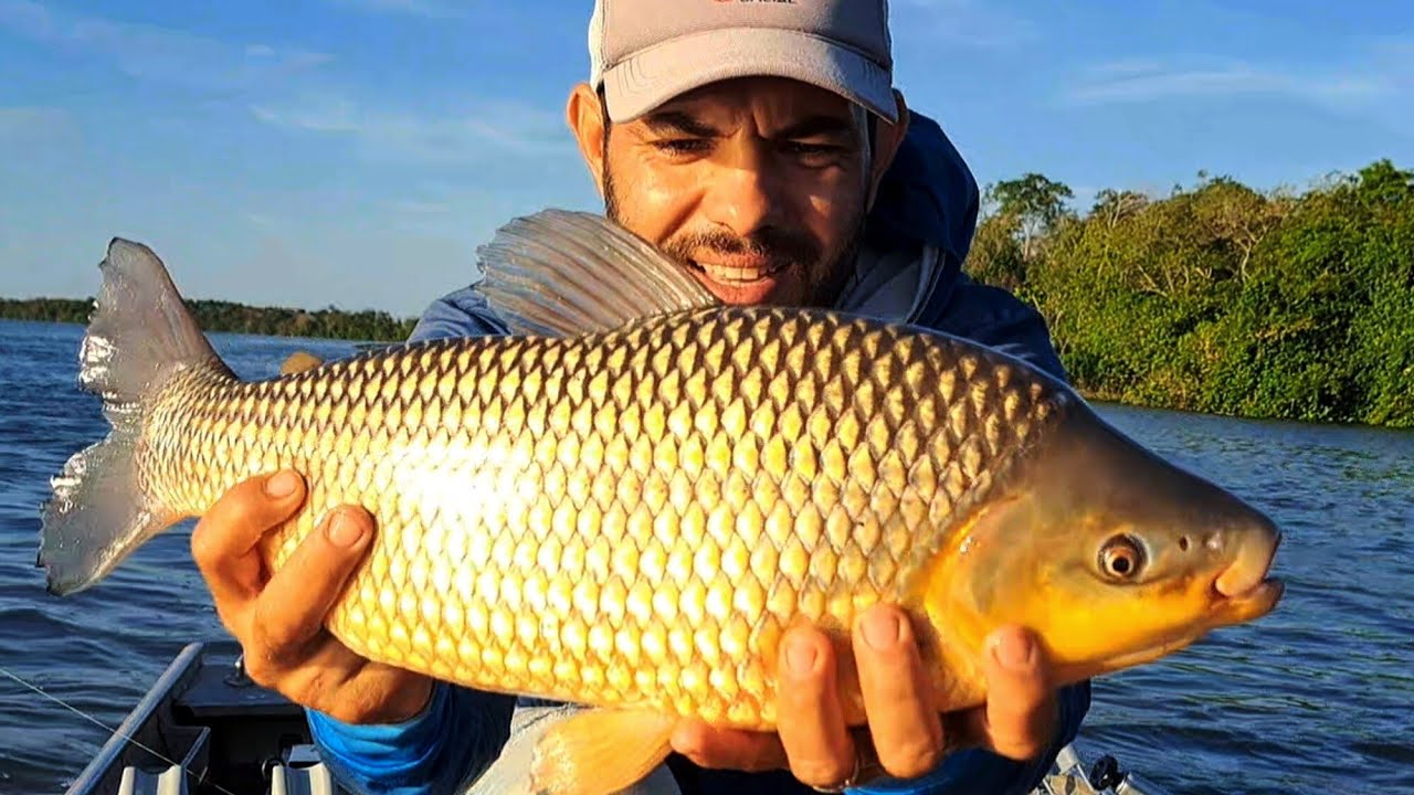 PIAUÇU GIGANTE NA PESCARIA DE CEVA , PESCAMOS E FIZEMOS PEIXE FRITO NA BEIRA DO RIO/PESCARIA DE PIAU
