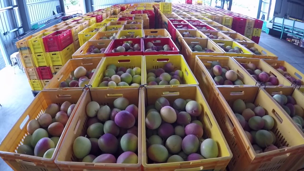 A DAY ON A MANGO FARM