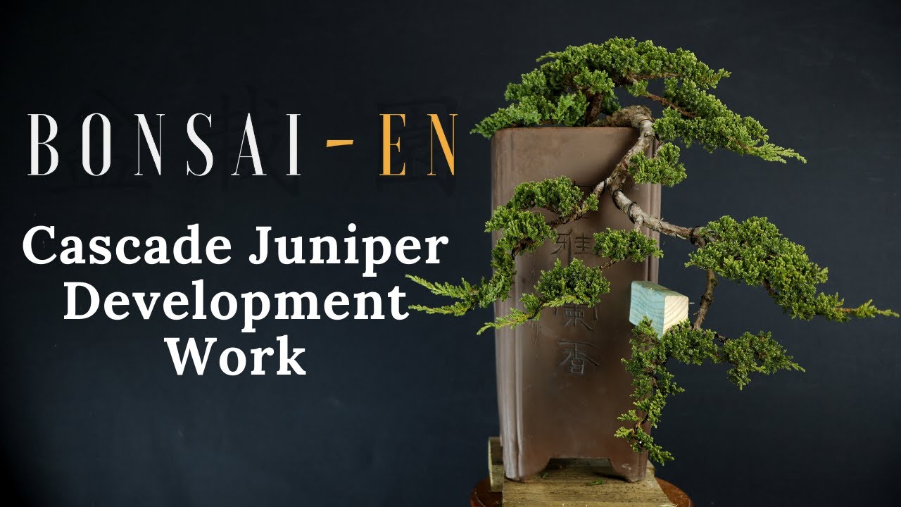 Juniper Bonsai Development Work - Tips and Tricks