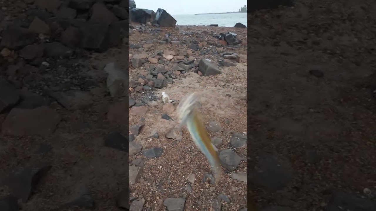 #pesca #sardinas de rio#palometa en #entrerios #mirapesca #shorts