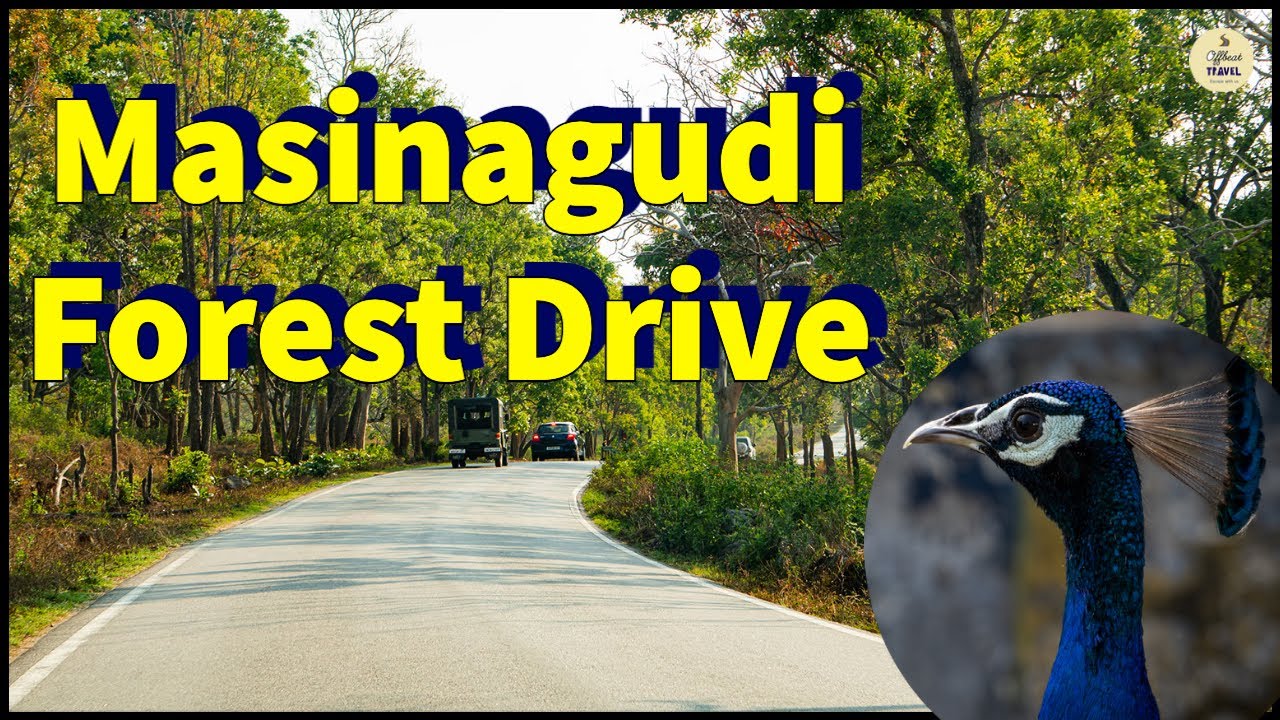 Masinagudi Forest drive | Witness the beauty of early morning drive | offbeat travel