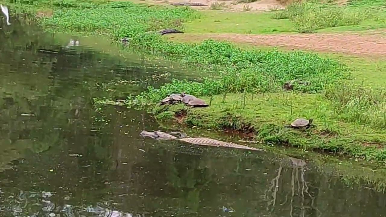 Zoológico #viagem #viral 