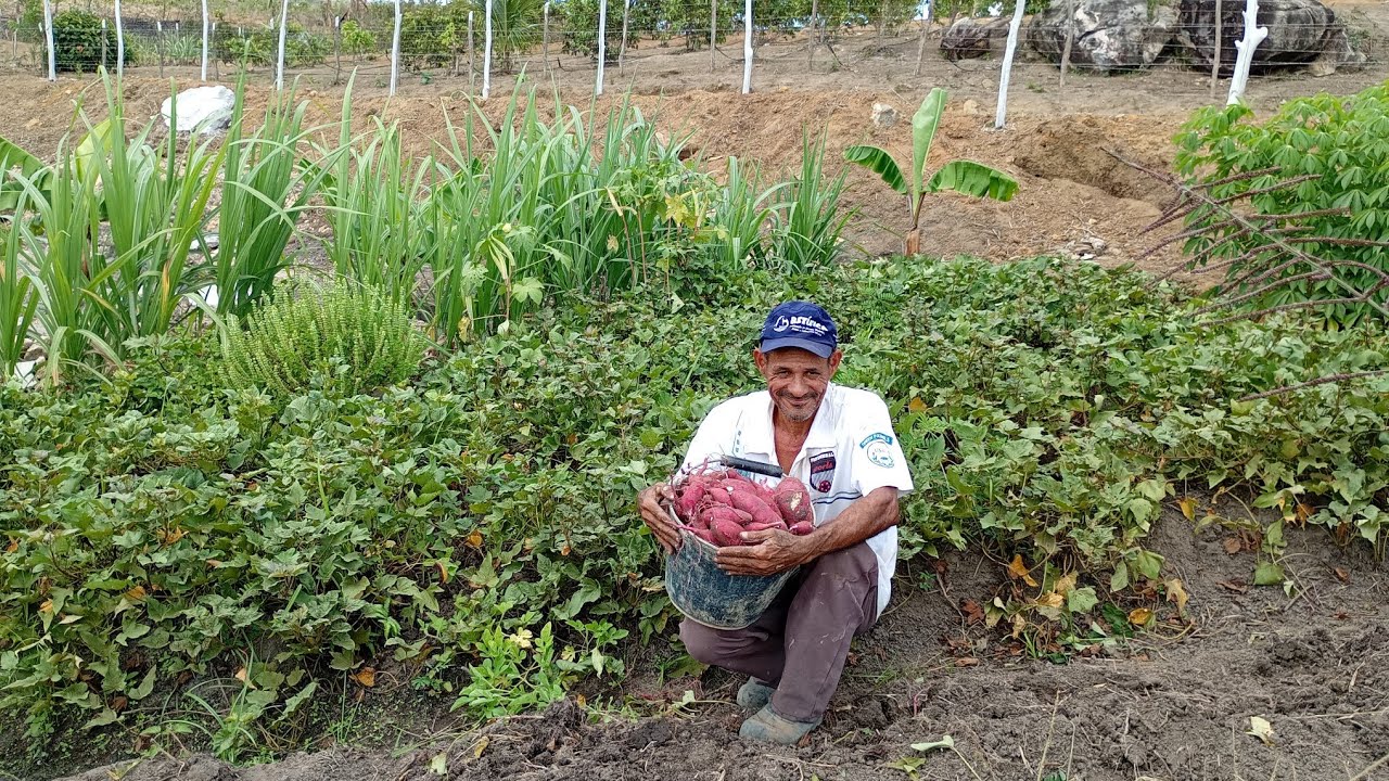 NOSSA PRIMEIRA COLHEITA DE BATATA DOCE NA TERRA DO ENCONTRO DAS ÁGUAS