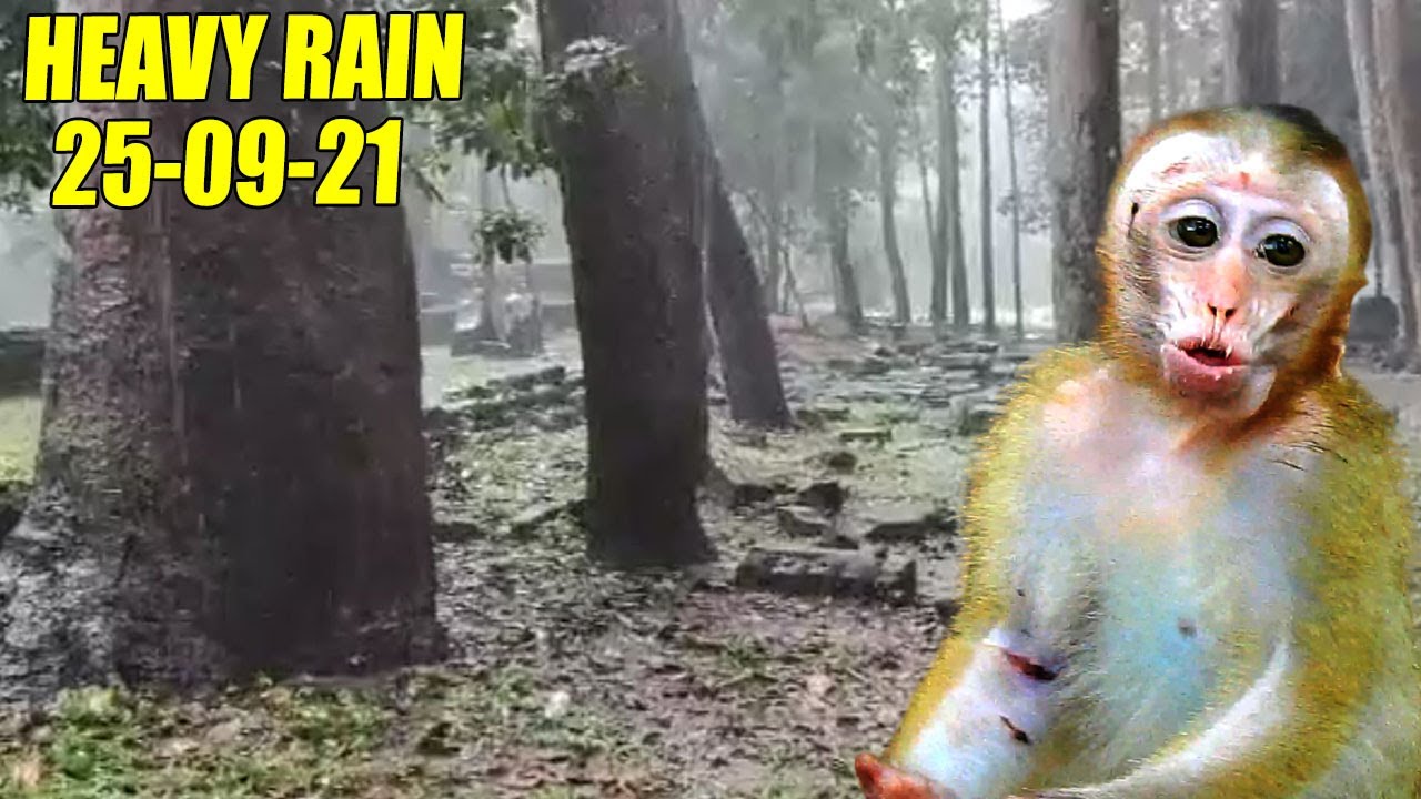 (09/25/21)  THIS MORNING WAS VERY HEAVY RAIN.