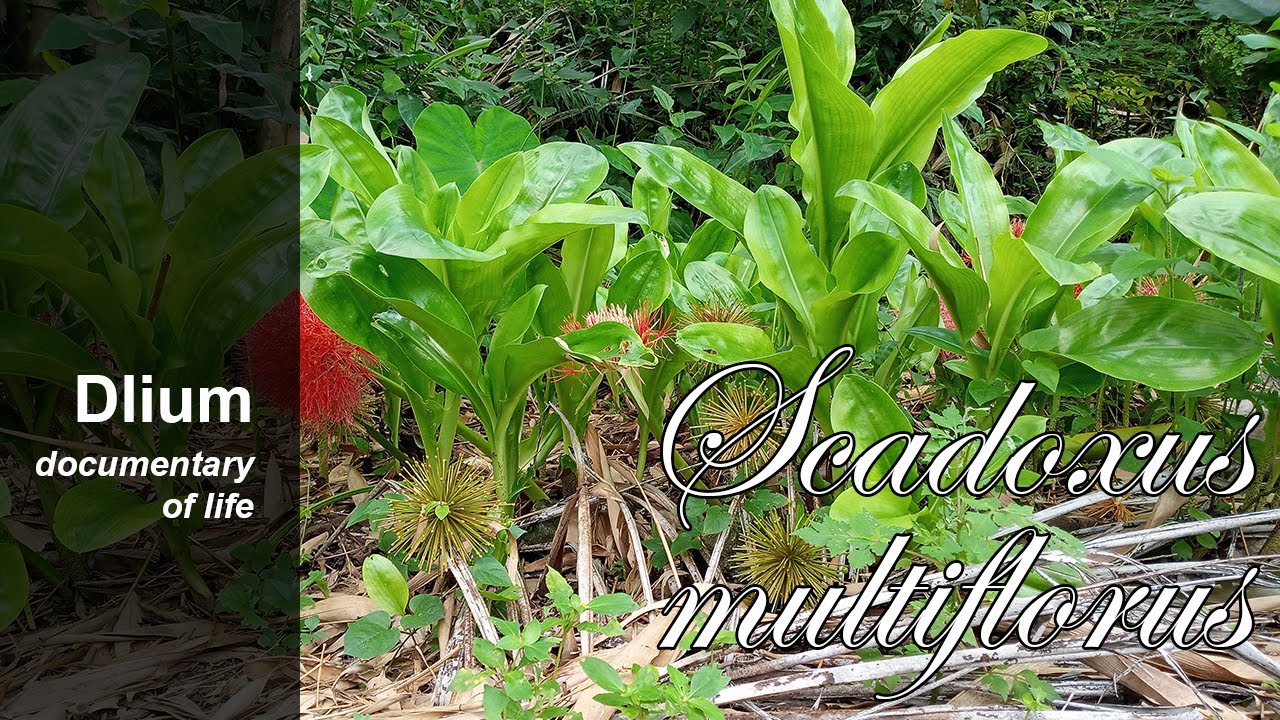 Скадоксус многоцветковый (Scadoxus multiflorus) - часть 2