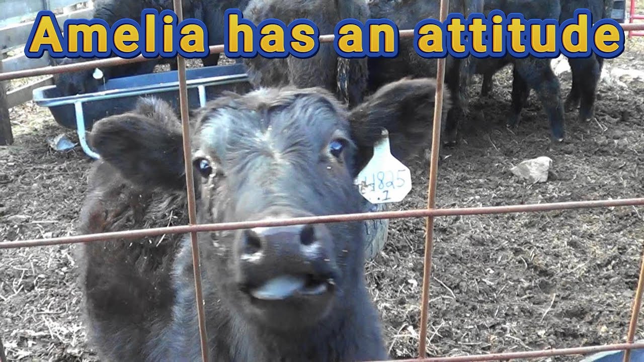 Amelia has an attitude