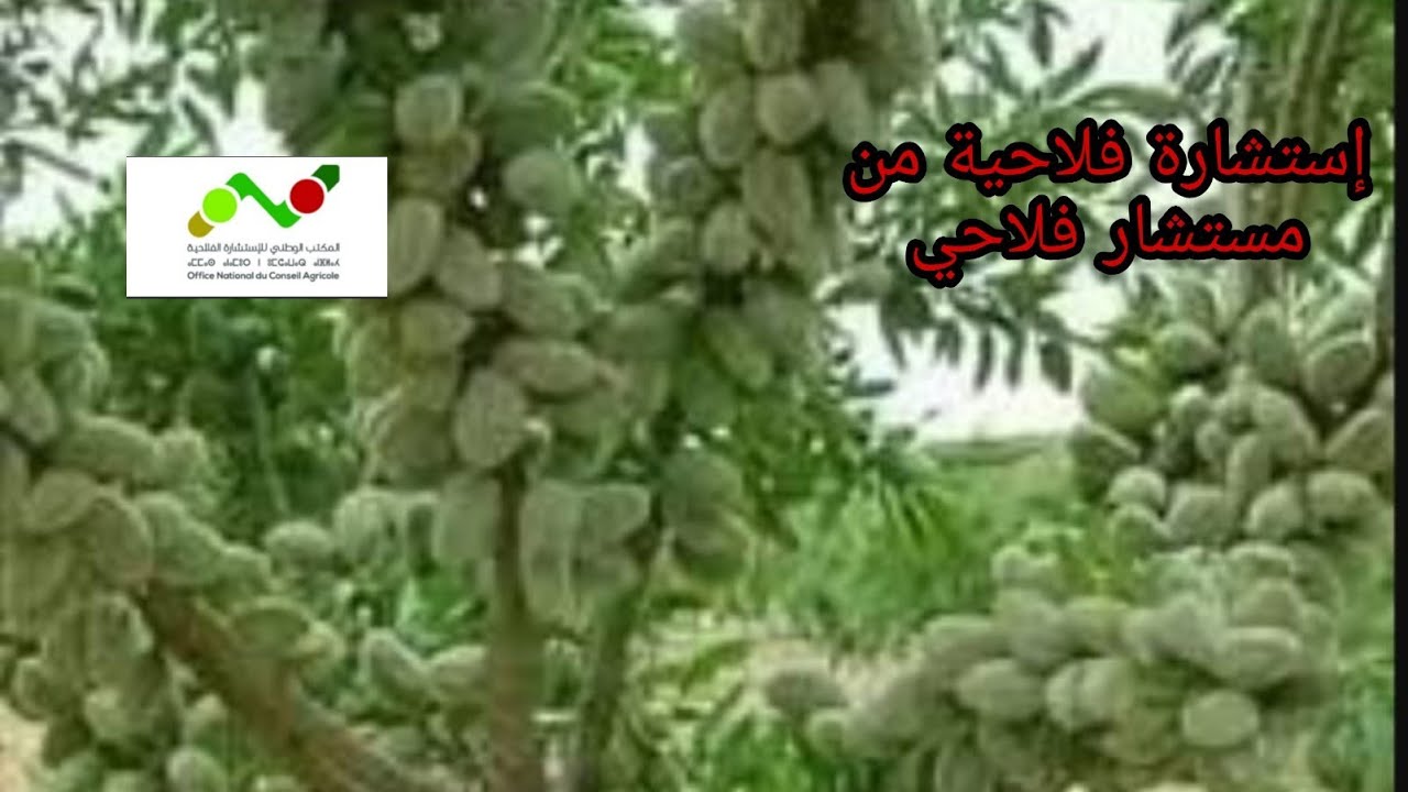 موضوع: العوامل التي تؤثر على مردودية شجر اللوز، من طرف المستشار الفلاحي جامع الحيان 💕☘