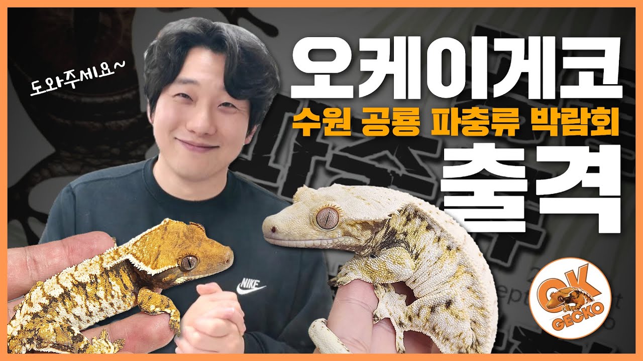 공룡파충류박람회 이번이...마지막일수도있습니다...부탁드려요#oktv #reptiles #크레스티드게코 #파충류 #파충류샵 #오케이게코