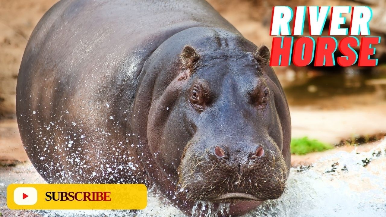 Hippopotamus: Description, Behavior, Diet, Habitat, & True Facts