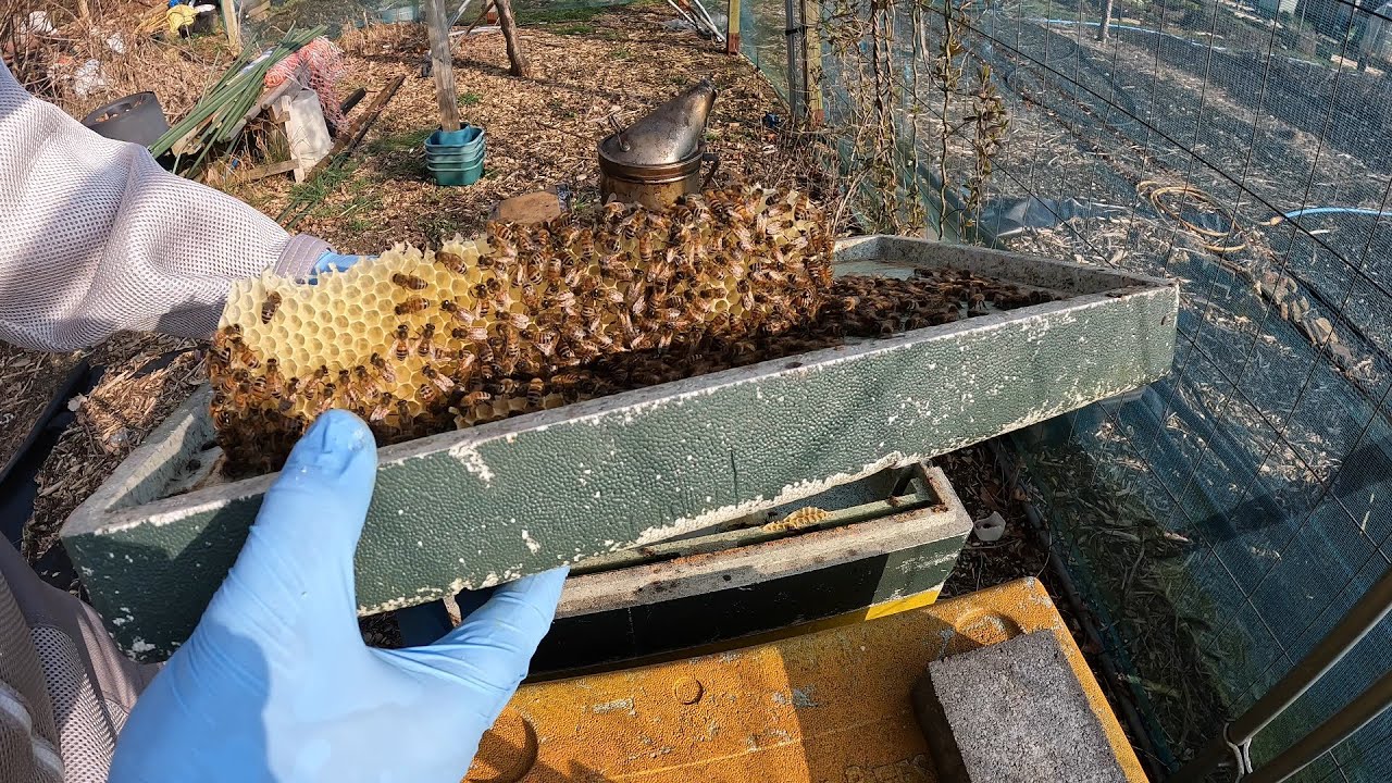 First nuc inspection at the Allotment 2025