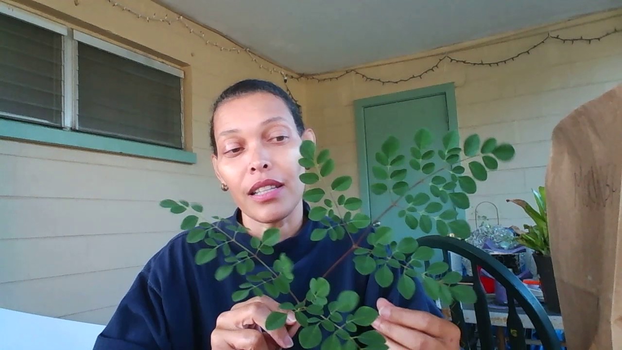 Drying Moringa Using A Paper Bag