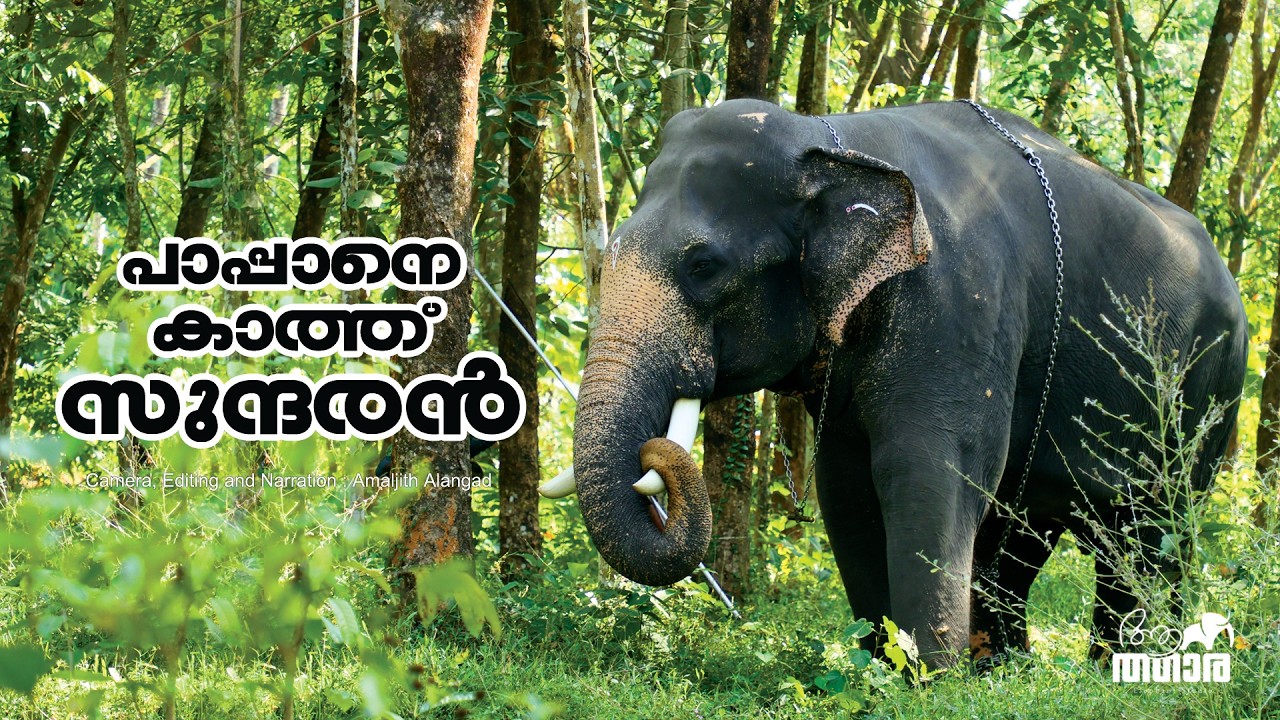 പാപ്പാനെ കാണാതെ പാമ്പാടി സുന്ദരൻ ഒന്ന് പേടിച്ചോ? | Kerala Elephant Pambady Sundharan