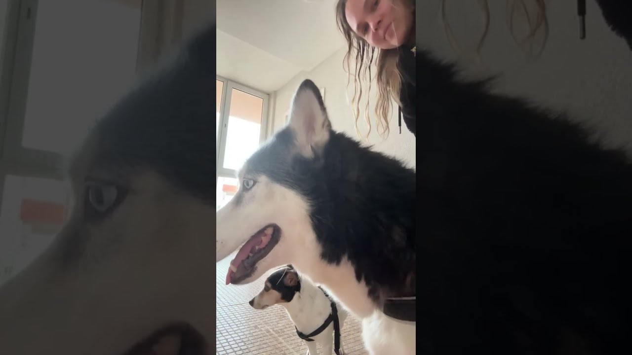 Abby is unwell 🐾💔 Emotional evening walk | Puzan and Bammy shocked games. 