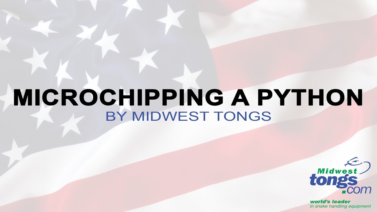 Microchipping A Python by Midwest Tongs