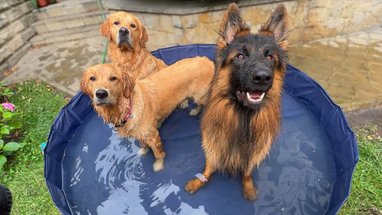 My Dogs Get A New Pool