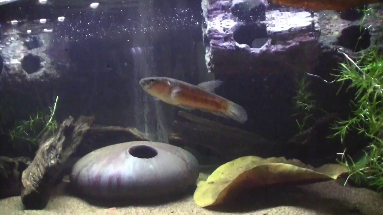 Feeding Flies to Betta sp Antuta