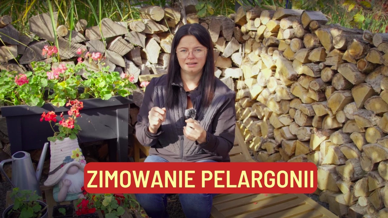 ZIMOWANIE PELARGONII
