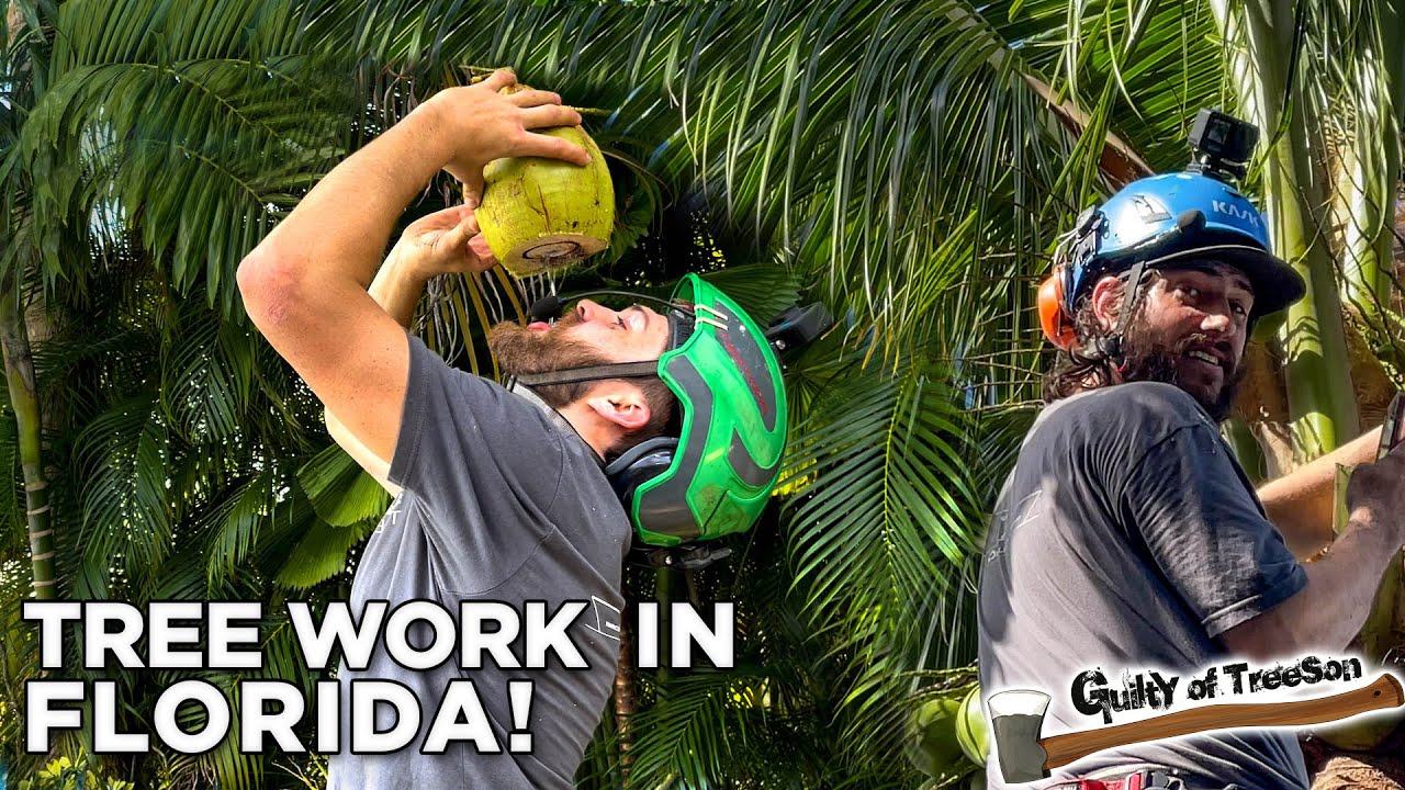 Tropical Tree Work Voyage! Live Oak & Palm Tree Firsts with Randy and an Iguana Surprise!
